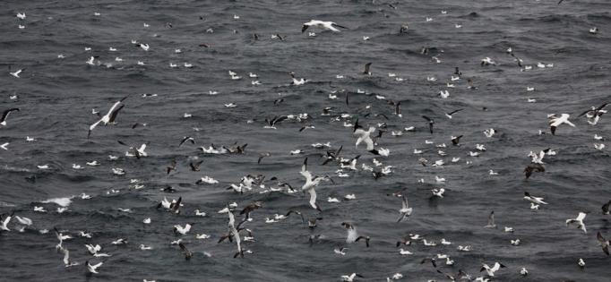 foraging_seabirds