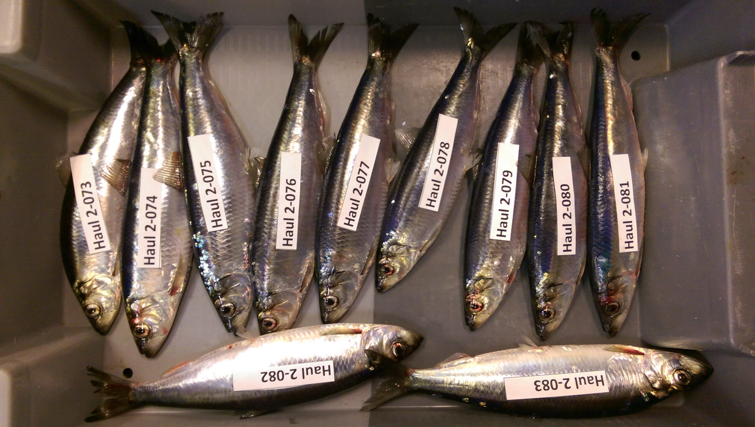 Join Celtic Sea Herring Acoustic Survey 2025 Smart Sea School